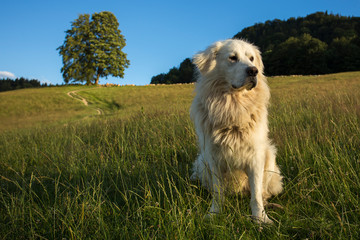 Pieniny - Carpathians Mountains