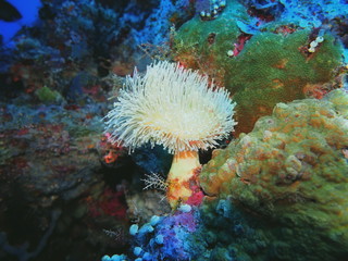 The amazing and mysterious underwater world of Indonesia, North Sulawesi, Manado, soft coral