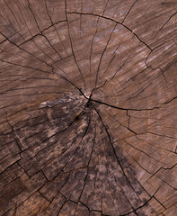 cut of a tree