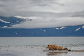 Ruling the landscape, brown bears of Kamchatka (Ursus arctos beringianus)