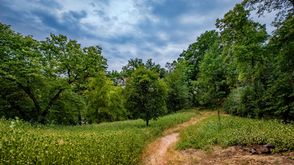 Fototapeta na wymiar Üppige Vegetation im verwilderten ehemaligen Schlosspark von Bad Freienwalde