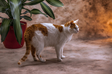 Porträt-Fotografie einer Süßen Rot-Weißen Katze
