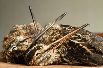 two snipe and woodcock are on the kitchen table