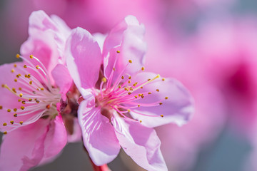 pink flowers on blooming tree 