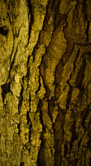 wooden texture