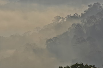 Morning fog over rainforest