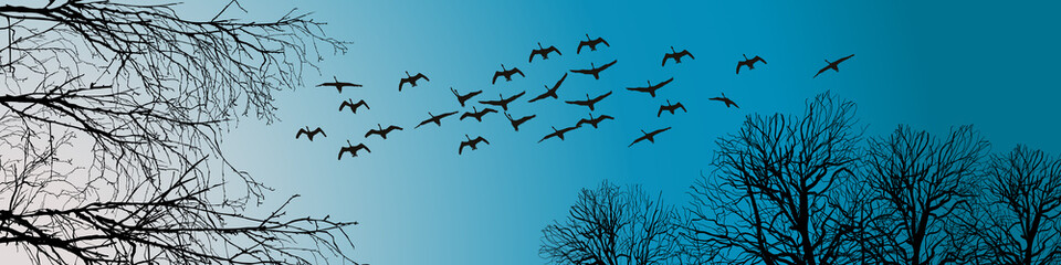 swans and trees crowns on blue sky background