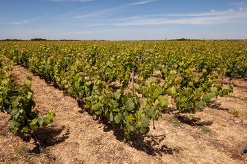 Fototapeta na wymiar Vineyard in the Loire Valley