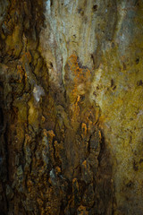 old wood background