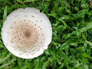 Top view Mushroom heads on the grass 