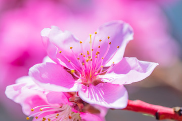 Naklejka na ściany i meble pink flowers on blooming tree 