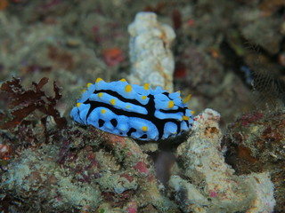 The amazing and mysterious underwater world of Indonesia, North Sulawesi, Manado, sea slug