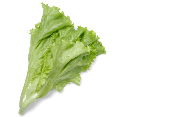 fresh green salad lettuce leaf isolated. white background