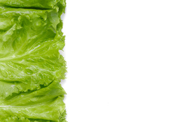 fresh green salad lettuce leaf isolated. white background. place for text