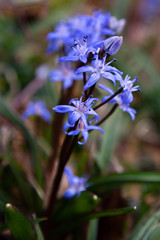 Violete Blume