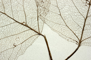 Macro shot of leaf vein skeleton. Abstract texture background.