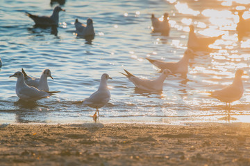 Seagulls on water at a sandy beach
