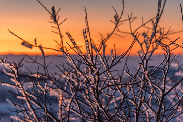 silhouette of frozen tree at sunset - ice on branches