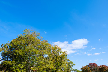 Fototapeta premium 秋晴れの空と木々 背景素材 コピースペース