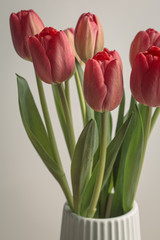Pink tulip flower bouquet in bloom isolated on a white background
