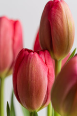 Pink tulip flower bouquet in bloom isolated on a white background