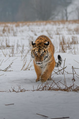 Siberian Tiger running in snow. Beautiful, dynamic and powerful photo of this majestic animal. Set in environment typical for this amazing animal. Birches and meadows