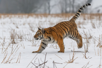Siberian Tiger running in snow. Beautiful, dynamic and powerful photo of this majestic animal. Set in environment typical for this amazing animal. Birches and meadows