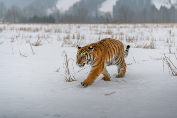 Obraz premium Siberian Tiger running in snow. Beautiful, dynamic and powerful photo of this majestic animal. Set in environment typical for this amazing animal. Birches and meadows