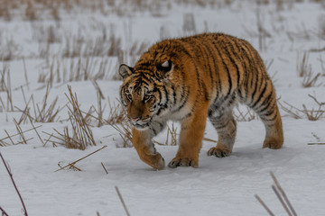 Siberian Tiger running in snow. Beautiful, dynamic and powerful photo of this majestic animal. Set in environment typical for this amazing animal. Birches and meadows