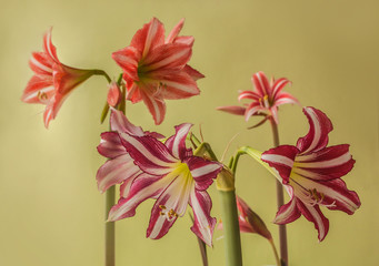Hippeastrums (Amaryllis ) Diamond Group "Fairytale" , Butterfly Group  "Sweet Lilian" and  Trumpet Group "Santiago"