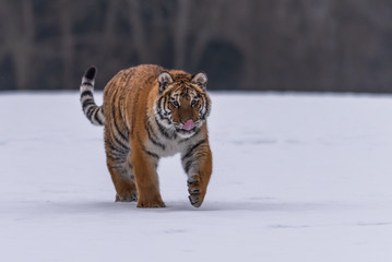 Siberian Tiger running in snow. Beautiful, dynamic and powerful photo of this majestic animal. Set in environment typical for this amazing animal. Birches and meadows