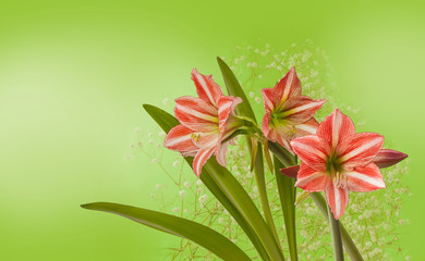 Hippeastrum (amaryllis) Diamond Group 
