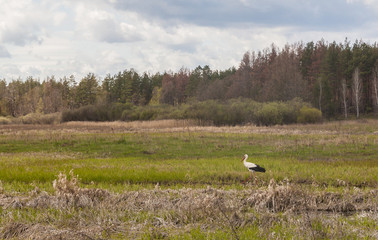 Obraz na płótnie Canvas Stork walks along the flood meadow of the Teterev River, Polesie, Ukraine