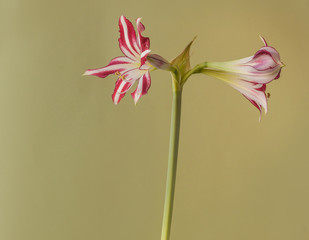 Obraz premium Hippeastrum (amarillis) white and red-violet Trumpet group 