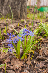  Scilla  bifolia early March in the garden