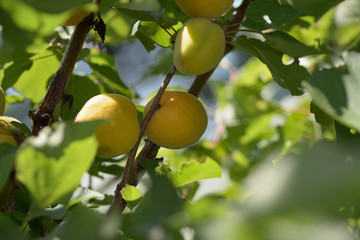 Ripe juicy apricots a tree close up