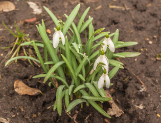 Bloom  white Galanthus (snowdrops)   in spring day
