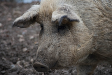 Cochon
