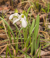 Bloom  white Galanthus (snowdrops)   in spring