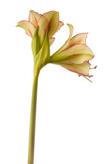 Amaryllis Hippeastrum Ratatouille Rascal  on  white background isolated