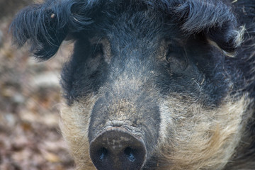 Fototapeta premium Cochon