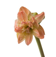 Hippeastrum (amarillis)  Double Galaxy Grp "Exotic Nymph" on a white background isolated.