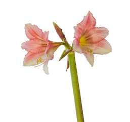 Hippeastrum (amaryllis) "Tinkerbell" Trumpet Group, on a white background isolated