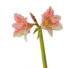 Hippeastrum (amaryllis) 