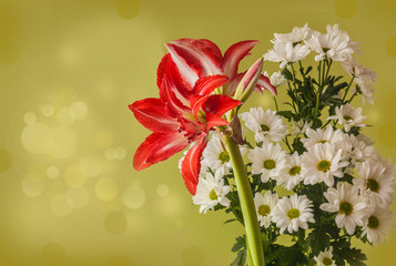 Flower  Hippeastrum (amaryllis)  'Splash' and  chrysanthemum on a gold background. Selective focus
