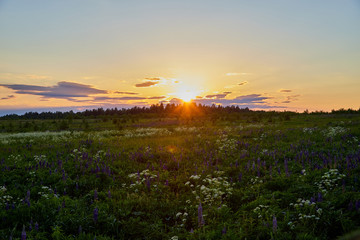 Countryside landscape with a meadow full of flowers, field and sun on the horizon in the evening during sunset