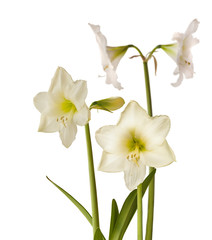 Blooming white large-flowered hippeastrum (amaryllis)  on a white background isolated