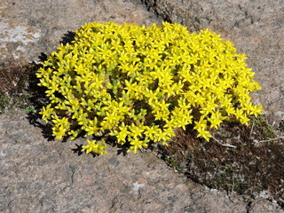 yellow flowers on the rocks