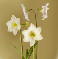 Blooming white large-flowered hippeastrum (amaryllis)  on a white background isolated