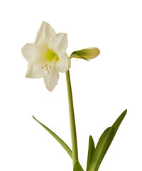 Naklejka na ściany i meble Blooming white large-flowered hippeastrum (amaryllis) on a white background isolated